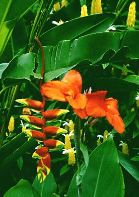 guadeloupe, fleurs, tropical flowers