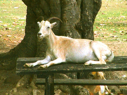Les Saintes, Goat, Table