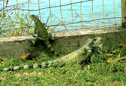 Les Saintes, Iguanes