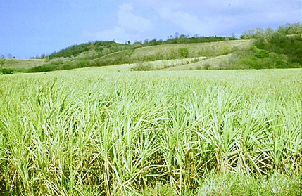 Marie-Galante, sugar cane
