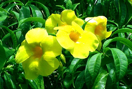 Marie-Galante, Yellow Flowers