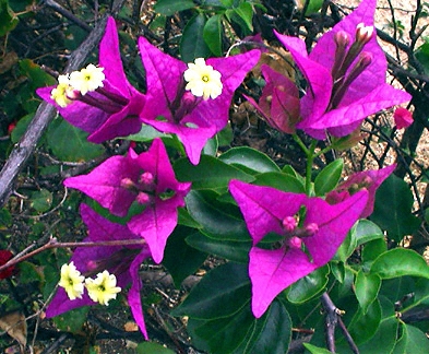 Marie-Galante, purple flowers
