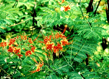 Marie-Galante, tropical flowers, fleurs