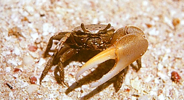 French St. Martin / Saint Martin / fiddler crab