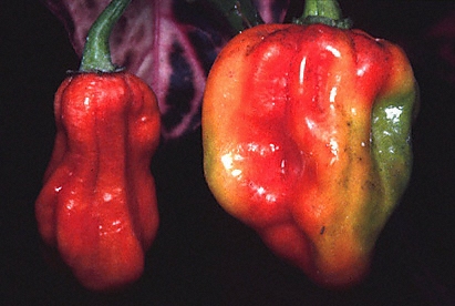 French St. Martin / Saint Martin / hot peppers / piments